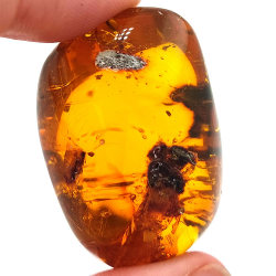 45,88 ct Ámbar con insecto cabujón 33,57 x 23,51 x 20 mm