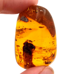 45,88 ct Ambre avec insecte cabochon 33,57 x 23,51 x 20 mm