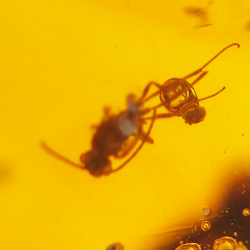 45.88 ct Amber with insect cabochon 33.57 x 23.51 x 20 mm