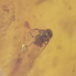 64,77 ct Ámbar con insecto cabujón 38,63 x 30,64 x 21,13 mm