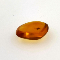 1.67 ct Amber with insect cabochon 12.80 x 10.20 x 4.51 mm