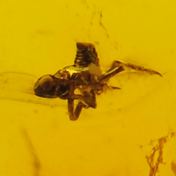 1.67 ct Amber with insect cabochon 12.80 x 10.20 x 4.51 mm