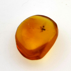 1,67 ct Ámbar con insecto cabujón 12.80 x 10,20 x 4,51 mm