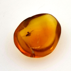 1.67 ct Amber with insect cabochon 12.80 x 10.20 x 4.51 mm