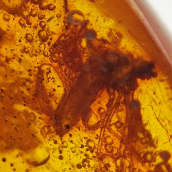 6.58 ct Amber with insect cabochon 19.15 x 15.02 x 7.84 mm