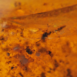 6.66 ct Amber with insect cabochon 23.12 x 13.62 x 7.85 mm