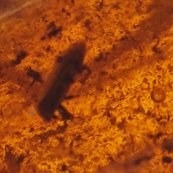 6.66 ct Amber with insect cabochon 23.12 x 13.62 x 7.85 mm