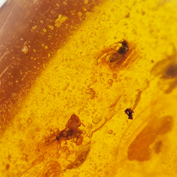 3.10 ct Amber with insect cabochon 15.39 x 11.37 x 6.66 mm