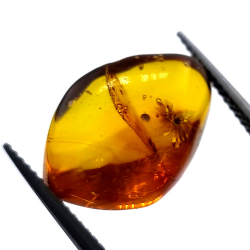 4,43 ct Ámbar con escarabajo en cabujón 16,85 x 10,82 x 7,24 mm