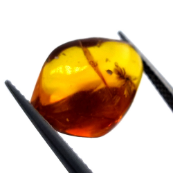 4,43 ct Ámbar con escarabajo en cabujón 16,85 x 10,82 x 7,24 mm