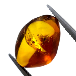 4.43 ct Amber with beetle in cabochon 16.85 x 10.82 x 7.24 mm