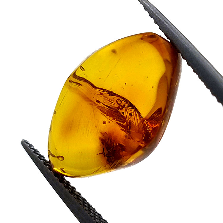 4.43 ct Amber with beetle in cabochon 16.85 x 10.82 x 7.24 mm