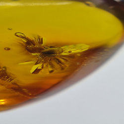 4.43 ct Amber with beetle in cabochon 16.85 x 10.82 x 7.24 mm