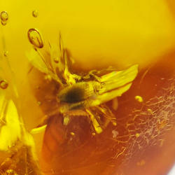 4.43 ct Amber with beetle in cabochon 16.85 x 10.82 x 7.24 mm