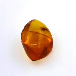 4.43 ct Amber with beetle in cabochon 16.85 x 10.82 x 7.24 mm