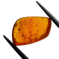 2.77 ct Amber with insect cabochon 15.22 x 12.73 x 5.60 mm