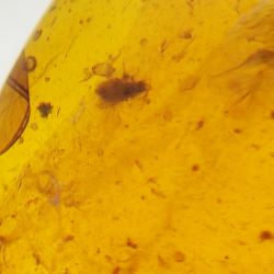 2.77 ct Amber with insect cabochon 15.22 x 12.73 x 5.60 mm