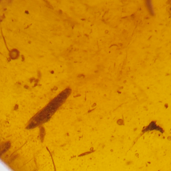 2.77 ct Amber with insect cabochon 15.22 x 12.73 x 5.60 mm