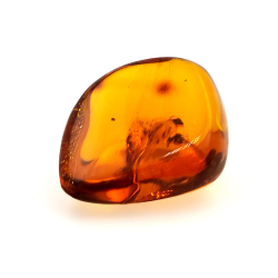 71,26 ct Bernstein mit Insekt Cabochon 43,86 x 37,31 x 17,80 mm