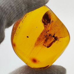 71,26 ct Ambra con insetto cabochon 43,86 x 37,31 x 17,80 mm