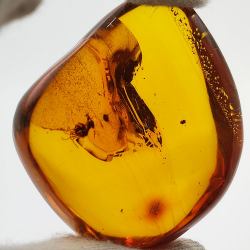 71,26 ct Ambra con insetto cabochon 43,86 x 37,31 x 17,80 mm
