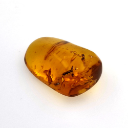16,28 ct Cabochon Bernstein mit Insekt, 25,69 × 17,25 × 12,22 mm
