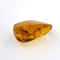 16,28 ct Cabochon Bernstein mit Insekt, 25,69 × 17,25 × 12,22 mm