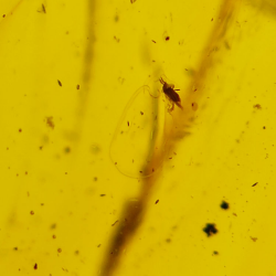 16.28 ct Cabochon Amber with Insect, 25.69 × 17.25 × 12.22 mm