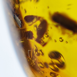 16,28 ct Ámbar con insecto cabujón 25,69 x 17,25 x 12,22 mm