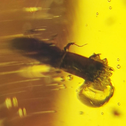 16.28 ct Cabochon Amber with Insect, 25.69 × 17.25 × 12.22 mm
