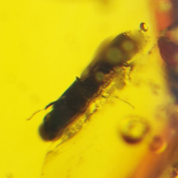 16.28 ct Cabochon Amber with Insect, 25.69 × 17.25 × 12.22 mm