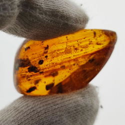 16,97 ct Bernstein mit Insekt Cabochon 29,28 x 15,78 x 13,46 mm