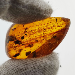 16,97 ct Ambre avec insecte cabochon 29,28 x 15,78 x 13,46 mm