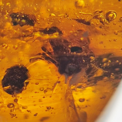 16.97 ct Amber with insect cabochon 29.28 x 15.78 x 13.46 mm