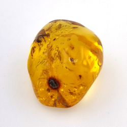 25,52 ct Ambre avec insecte cabochon 28,64 x 21,02 x 13,46 mm