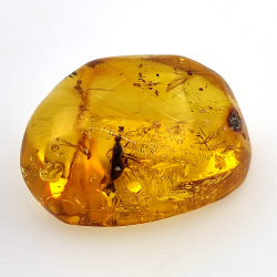 25,52 ct Ambra con insetto cabochon 28,64 x 21,02 x 13,46 mm