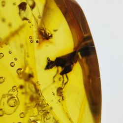 25.52 ct Amber with insect cabochon 28.64 x 21.02 x 13.46 mm