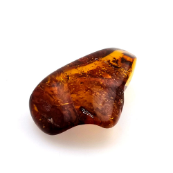 77,03 ct Ámbar con insecto cabujón 54,22 x 34,87 x 16,63 mm