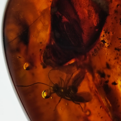 77,03 ct Ambre avec insecte cabochon 54,22 x 34,87 x 16,63 mm