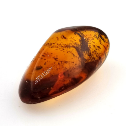 22,41 ct Ambre avec insecte cabochon 33,67 x 19,94 x 13,28 mm
