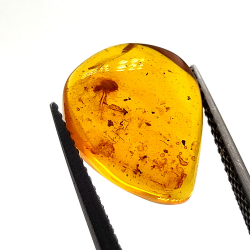 2,52 ct Ambre avec insecte cabochon 14,18 x 11,60 x 5,03 mm