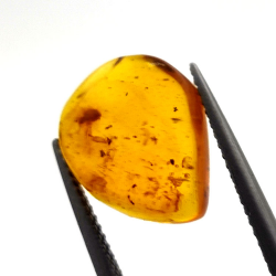 2,52 ct Ambra con insetto cabochon 14,18 x 11,60 x 5,03 mm