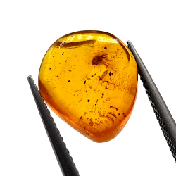 2,52 ct Ambra con insetto cabochon 14,18 x 11,60 x 5,03 mm