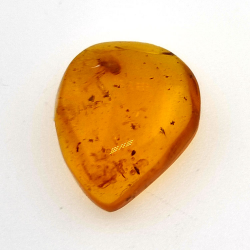 2,52 ct Ambre avec insecte cabochon 14,18 x 11,60 x 5,03 mm