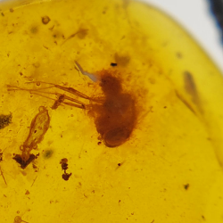 2,52 ct Ambre avec insecte cabochon 14,18 x 11,60 x 5,03 mm