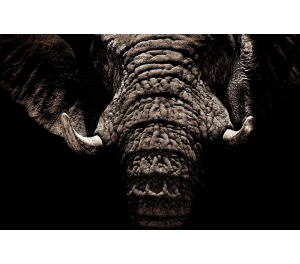 El marfil de mamut y el marfil de elefante: diferencias legales y usos en la joyería