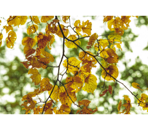 Las mejores gemas para el otoño 